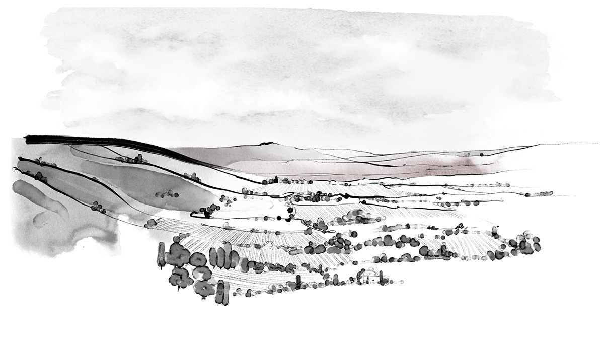 Packaging illustrations for Nyetimber - Black and white illustrations of the South Downs by illustrator Matt Richards